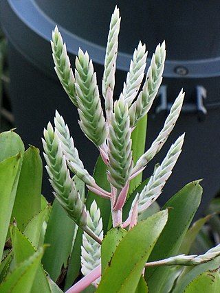 <i>Aechmea dichlamydea</i> Species of flowering plant