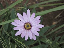 藍眼菊屬 Osteospermum jucundum -牛津大學植物園 Oxford Botanic Garden- (9200881360).jpg