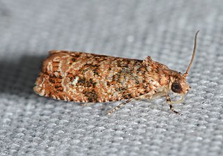 <i>Phaecasiophora niveiguttana</i> Species of moth