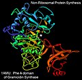 1amu gramicidin synthase PheA rib