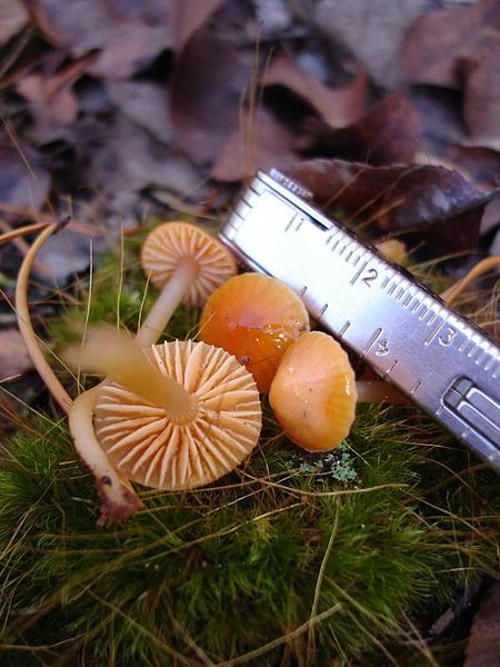 File:2010-11-24 Hygrocybe laeta 60783.jpg