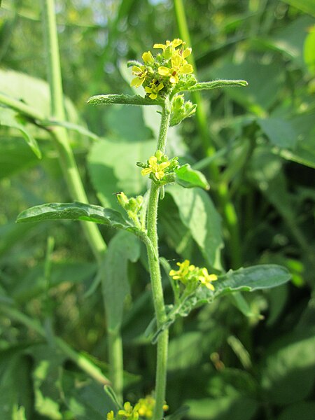 File:20130608Brassica nigra.jpg