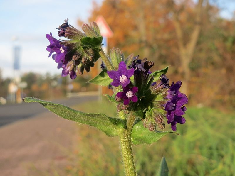 File:20161120Anchusa officinalis3.jpg