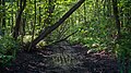 700-over year old polder with coppices of the same age, mid-May