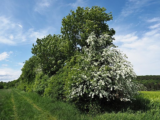 Weißdorn Busch (Wikipedia Commons, Klick auf Bild zu Quelle)