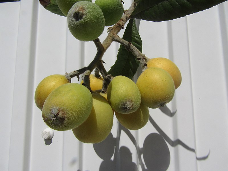 File:2018-03-18 Loquat fruit (Eriobotrya japonica), Urbanização Jacarandá, Albufeira.JPG