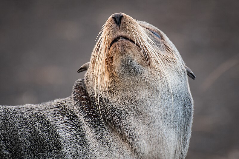 File:2021-03 Amsterdam Island - Subantarctic fur seal 80.jpg