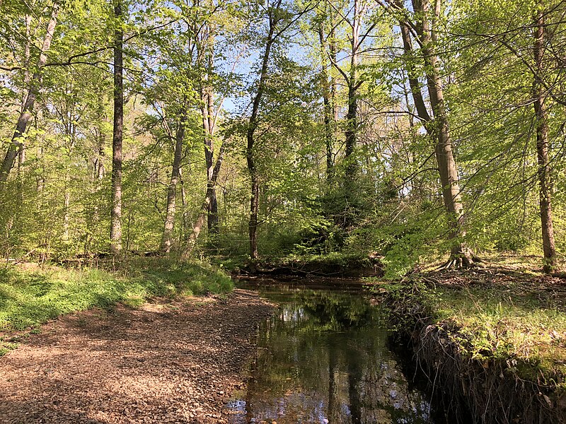 File:2021-04-20 16 39 20 View east up Big Rocky Run within Rocky Run Stream Valley Park in Greenbriar, Fairfax County, Virginia.jpg