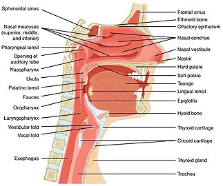 2303 Anatomie von Nase-Pharynx-Mouth-Larynx.jpg