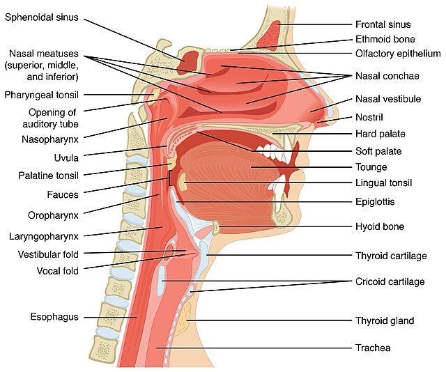 pharynx model labeled