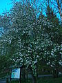 23042104 Apfelblüte Sohland an der Spree.JPG