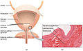 Anatomy of the male bladder, showing transitional epithelium and part of the wall in a histological cut-out