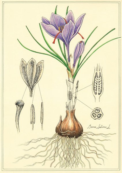 Crocus sativus, with ovary sectioned