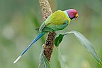 A Male Plum Headed Parakeet (50262273588).jpg