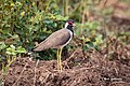 A Red Wattled Lapwing - Watching with a Wary Eye (49032732936).jpg