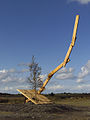 A Tree in a Sculpture von Naomi Seki