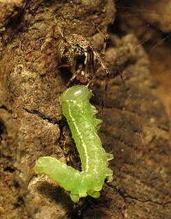 <i>Yunohamella lyrica</i> Species of spider