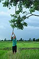 jeune gaulant des fruits dans les rizières