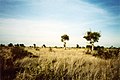 A hot day in the Kruger (213518321).jpg