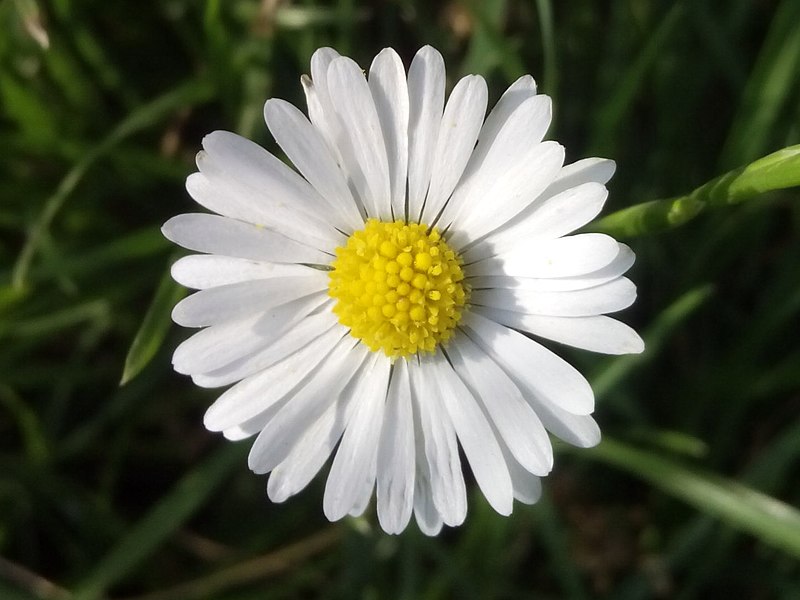 File:A leucanthemum flower.jpg