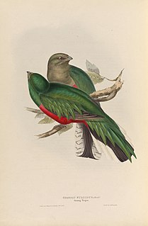 White-tipped quetzal Species of bird