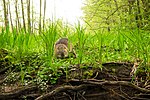 Миниатюра для Файл:A nutria eating grass on the waterfront of the mainstream of the river Spree.jpg
