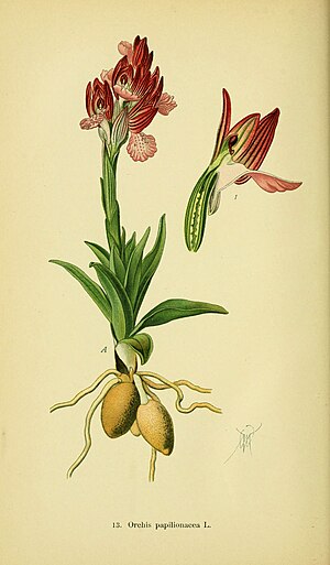 Abbildungen der in Deutschland und den angrenzenden gebieten vorkommenden grundformen der orchideenarten (Pl 13 Orchis papilio) (6022115742).jpg