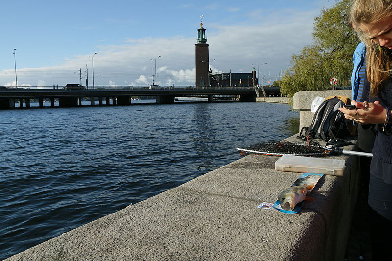 File:Abborfiske i Stockholm d.JPG