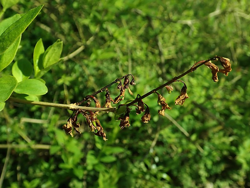 File:Abeliophyllum distichum 2019-04-16 0003.jpg