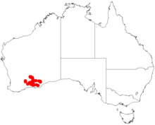 Acacia pachypodaDistMap669.png