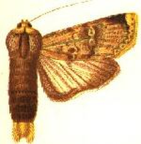 Acanthodica