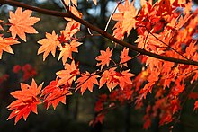 Červeně zbarvené listy na podzim