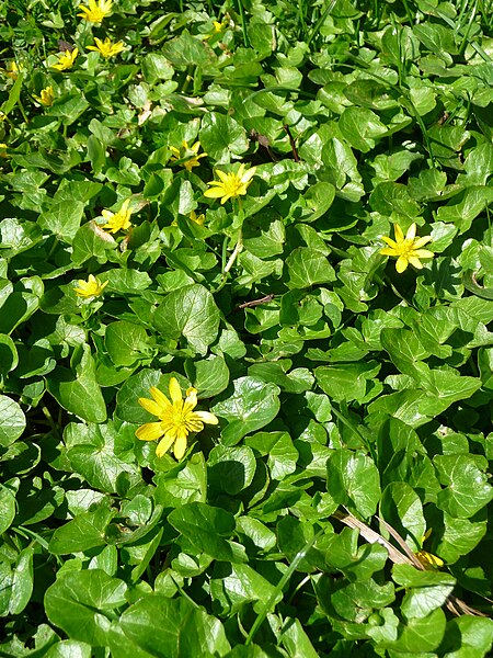 File:Achtblättrige gelbe Blüten.JPG