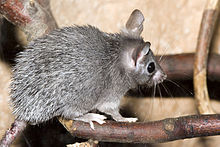 Souris de laboratoire — Wikipédia