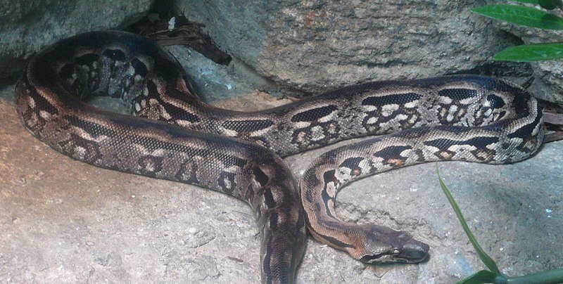 File:Acrantophis madagascariensis (3).jpg