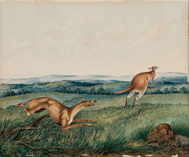 File:Adam Gustavus Ball - Dog chasing a kangaroo - Google Art Project.jpg