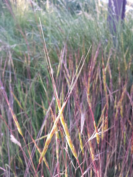 File:Aegilops cylindrica sl33.jpg