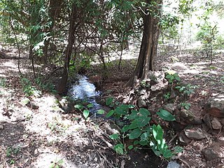 <span class="mw-page-title-main">Church forests of Ethiopia</span> Protected sacred forests around rural churches