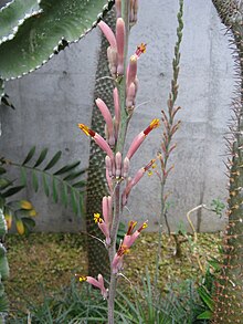 Osaka Prefectural Flower Garden, Osaka, Japan Agave parviflora 5.jpg