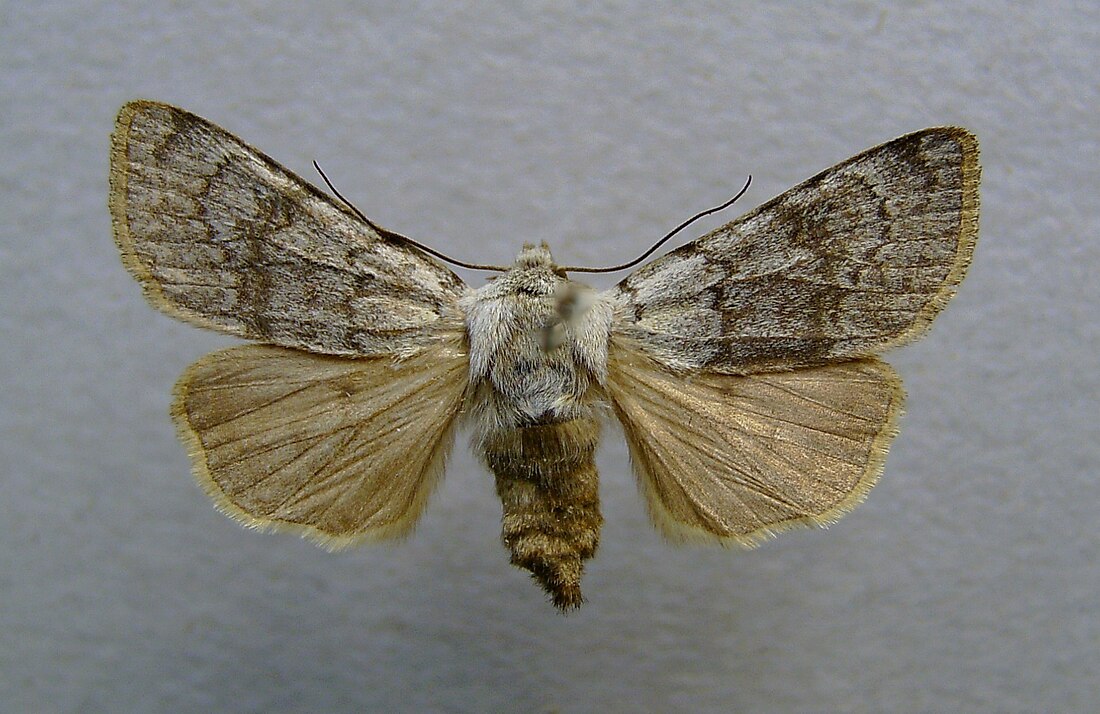 Agrotis simplonia