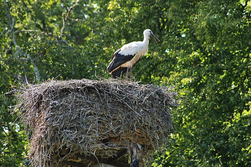 File:Alatskivi, 2015 (18).jpg