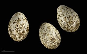 Alauda leucoptera (museum specimens) (white-winged lark) eggs