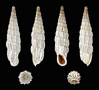 Albinaria praeclara praeclara, Shell