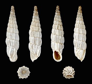 <i>Albinaria praeclara</i> Species of gastropod