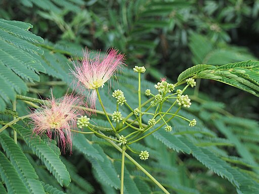 ネムノキ（合歓木）の花,Albizia julibrissin 'Boubri' 2019-07-20 01