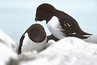 Little Auk