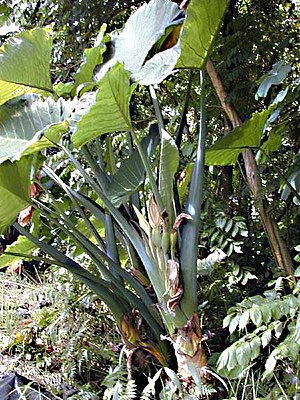 Araceae: Descripción, Ecología, Filogenia