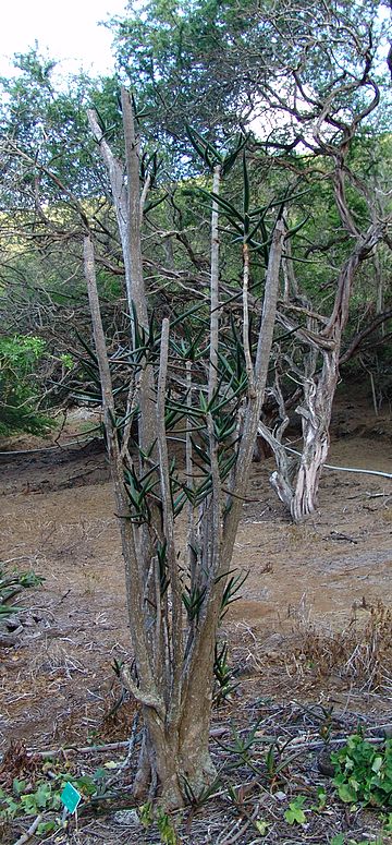 Aloe eminens