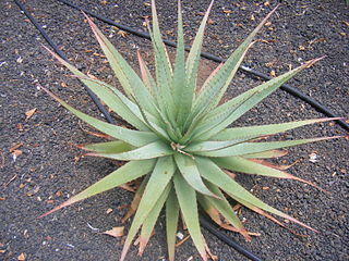 <i>Aloe pretoriensis</i> Species of succulent