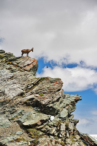 File:Alpine Ibex in Gornergrat.JPG